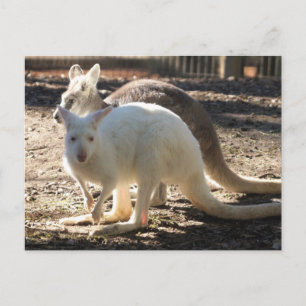 Postal Salt & Pepper Wallaby