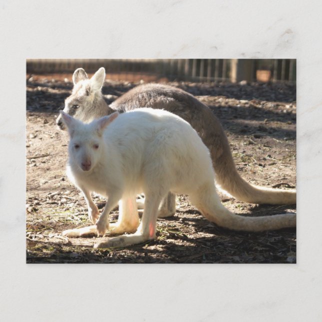 Postal Salt & Pepper Wallaby (Anverso)