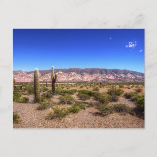 Postal Salta Argentina Cactus Plantas Y Barren Hill (Anverso)