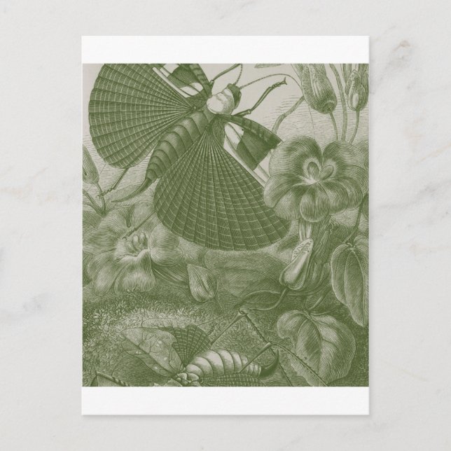 Postal saltamontes (Anverso)