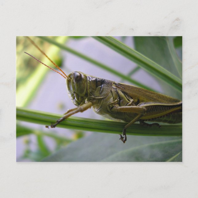 Postal Saltamontes (Anverso)