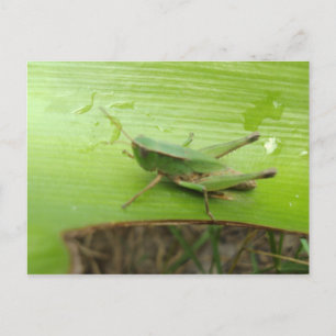 Postal Saltamontes