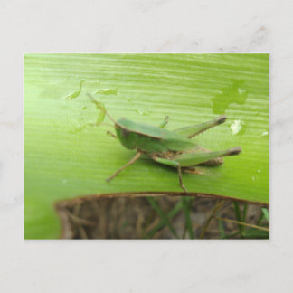 Postal Saltamontes
