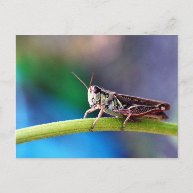 Postal Saltamontes (Anverso)