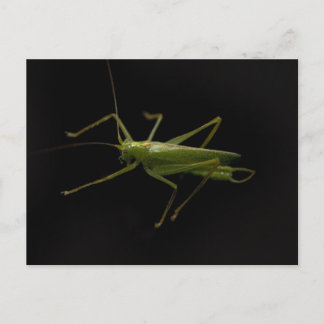 Postal saltamontes
