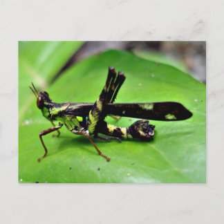 Postal Saltamontes metálicos