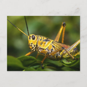 Postal Saltamontes, Parque Nacional Everglades, Florida,