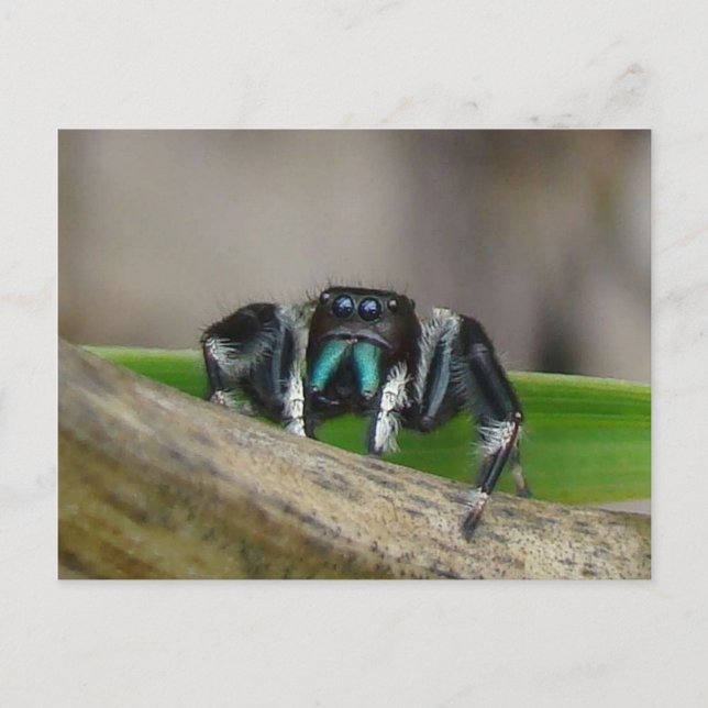 Postal ¡Saltando a Jack! (Anverso)