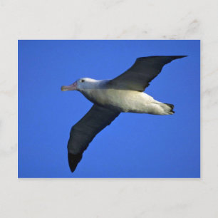 Postal Saltando Albatros En El Vuelo