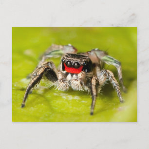 Postal Saltando araña