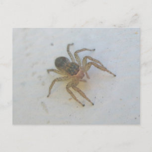 Postal Saltando araña