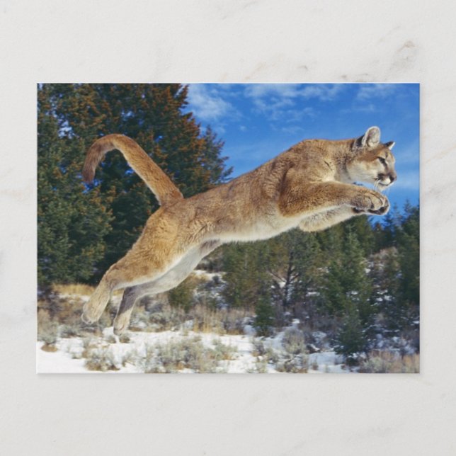 Postal Saltando de Cougar (Anverso)