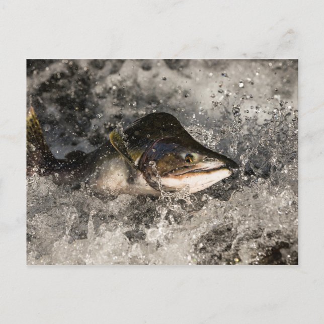 Postal Saltando Salmon (Anverso)