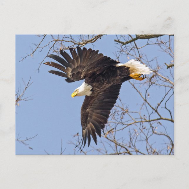Postal Salto de águila calva (Anverso)