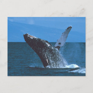 Postal Salto de ballenas jorobadas