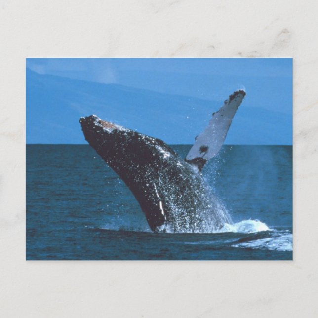 Postal Salto de ballenas jorobadas (Anverso)