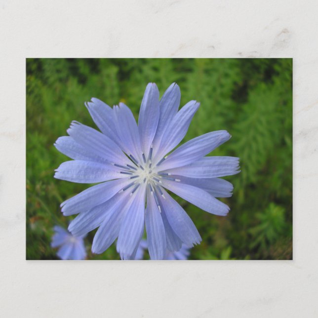 Postal Salto de Chicorée (Anverso)