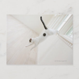 Postal Salto de gato