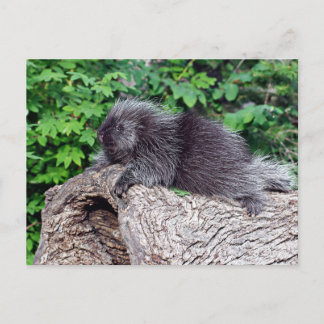 Postal Salto de Porcupine