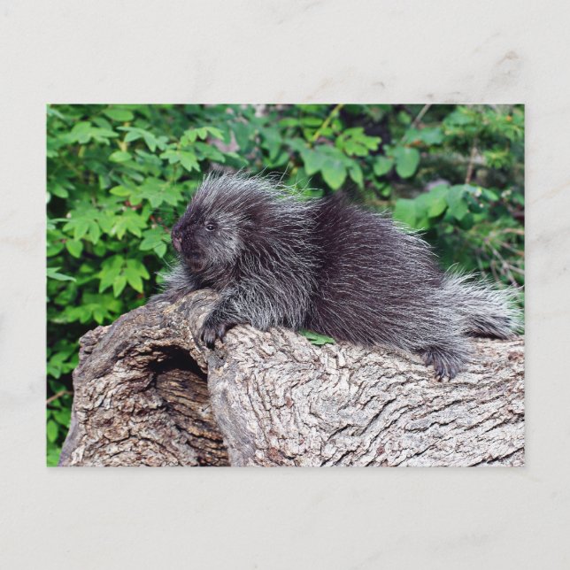 Postal Salto de Porcupine (Anverso)