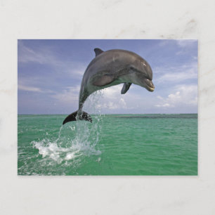 Postal Salto delfín