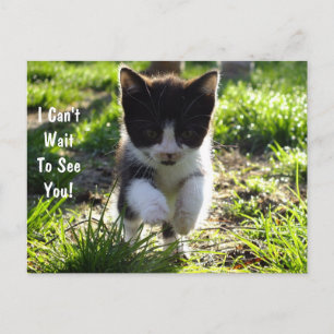 Postal Salto para Joy Kitten PostCard *Personalizar*