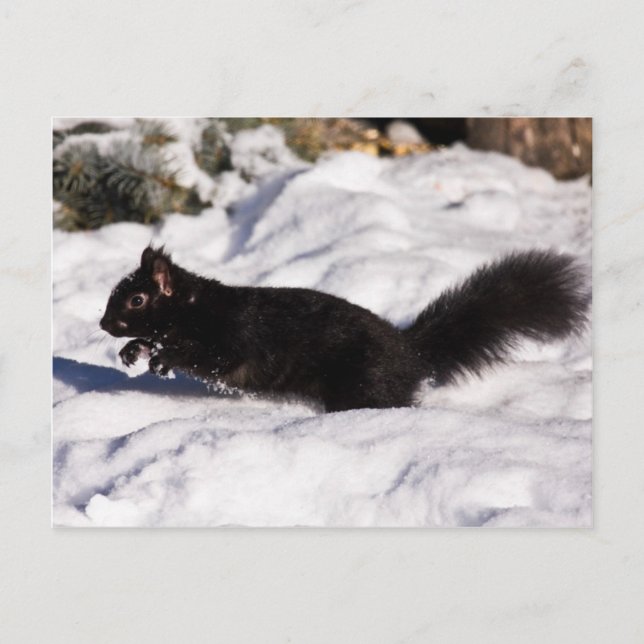 Postal Salto, salto y salto (Anverso)