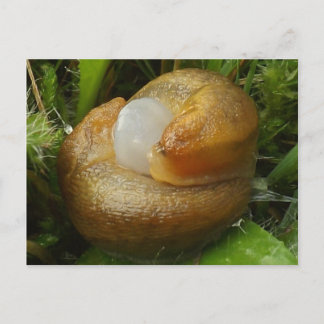 Postal Saltos de apareamiento