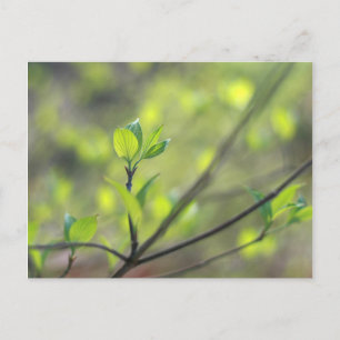 Postal Saltos de dogwood surgen en primavera