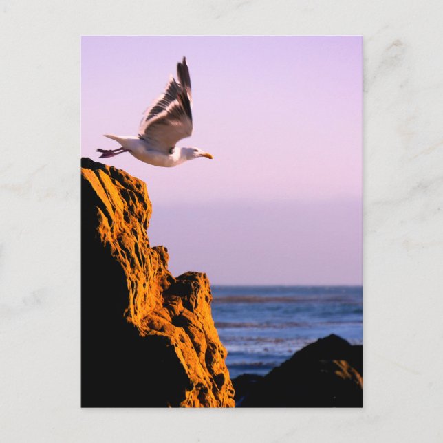 Postal Saltos de gaviota (Anverso)