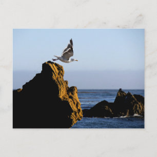 Postal Saltos de gaviota