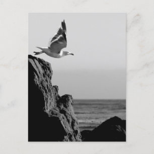 Postal Saltos de gaviota