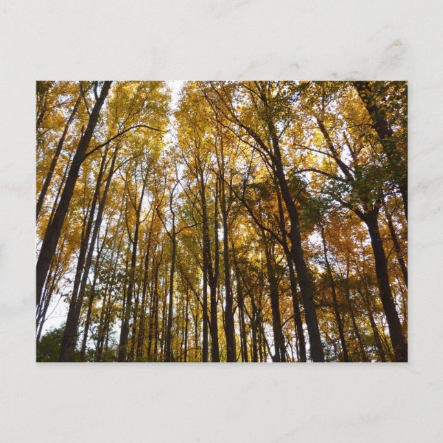 Postal Saltos de otoño en la naturaleza matutina de Maryl (Anverso)