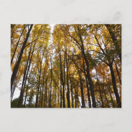 Postal Saltos de otoño en la naturaleza matutina de Maryl