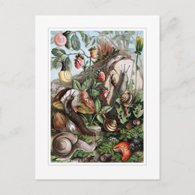 Postal Saltos y caracoles (Anverso)