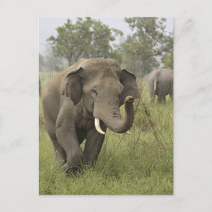 Postal Saludo de elefante asiático indio