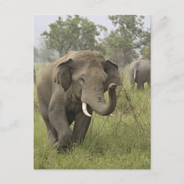 Postal Saludo de elefante asiático indio (Anverso)