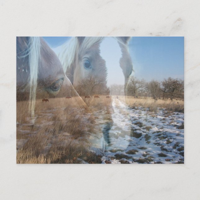 Postal Saludo de invierno de caballos (Anverso)