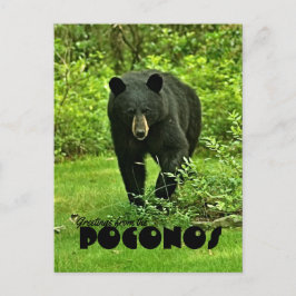 Postal Saludo desde el oso negro del patio trasero de Poc