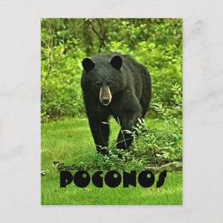 Postal Saludo desde el oso negro del patio trasero de Poc