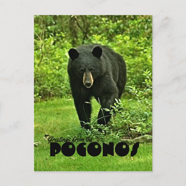 Postal Saludo desde el oso negro del patio trasero de Poc (Anverso)