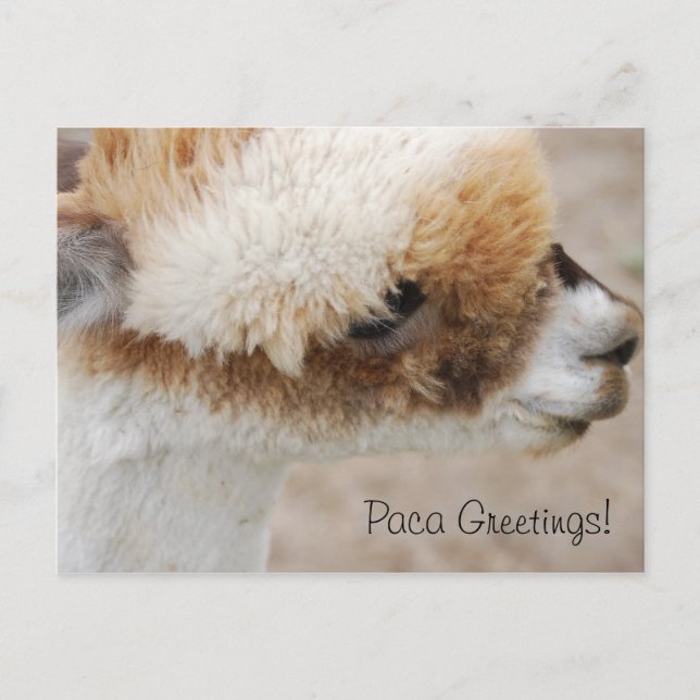 Postal ¡Saludos Alpaca! (Anverso)