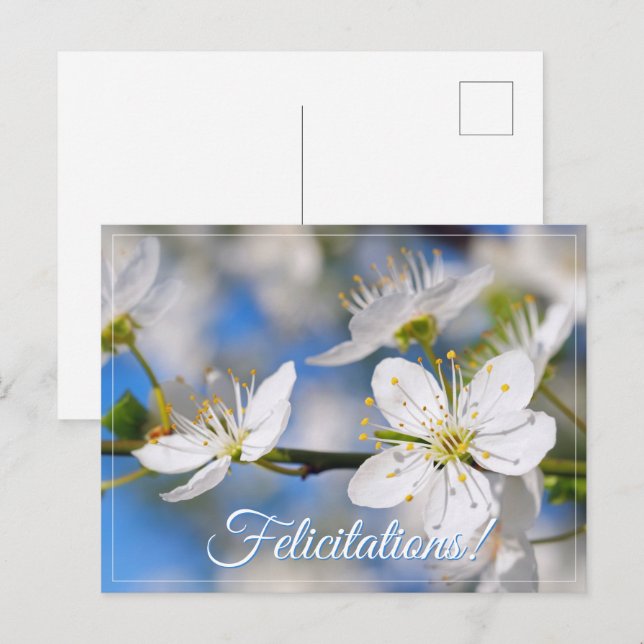 Postal Saludos blancos de primavera (Anverso / Reverso)