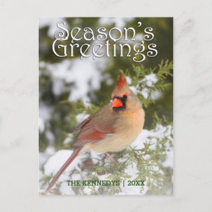 Postal Saludos - Cardenal del Norte en el Árbol Juniper