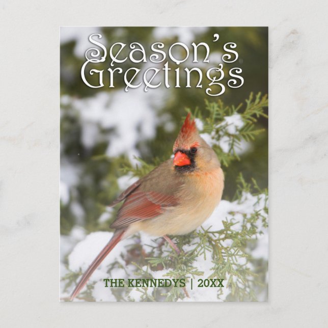 Postal Saludos - Cardenal del Norte en el Árbol Juniper (Anverso)