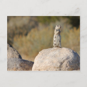 Postal Saludos cordiales