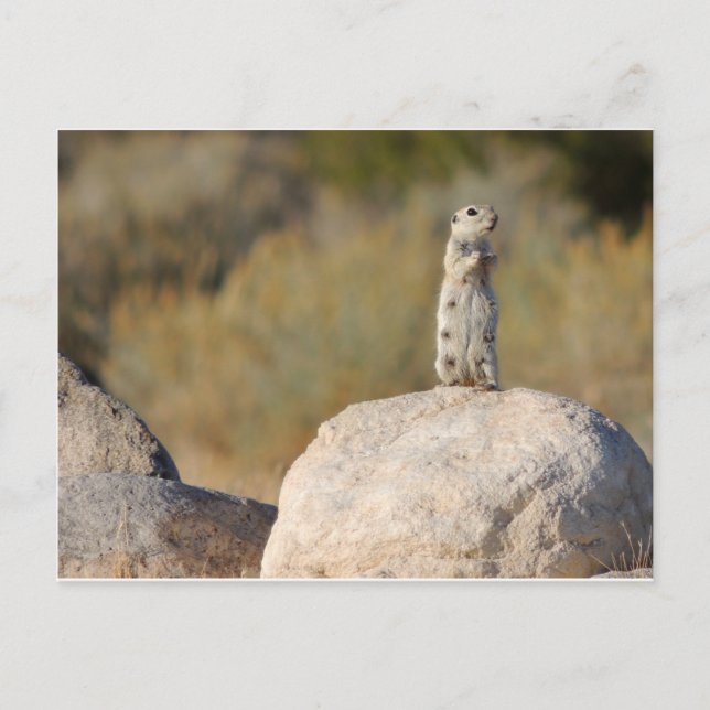 Postal Saludos cordiales (Anverso)