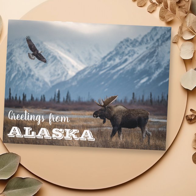 Postal Saludos de Alaska Moose y Bald Eagle (Subido por el creador)