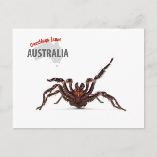 Postal Saludos de Australia - araña del Embudo-Web