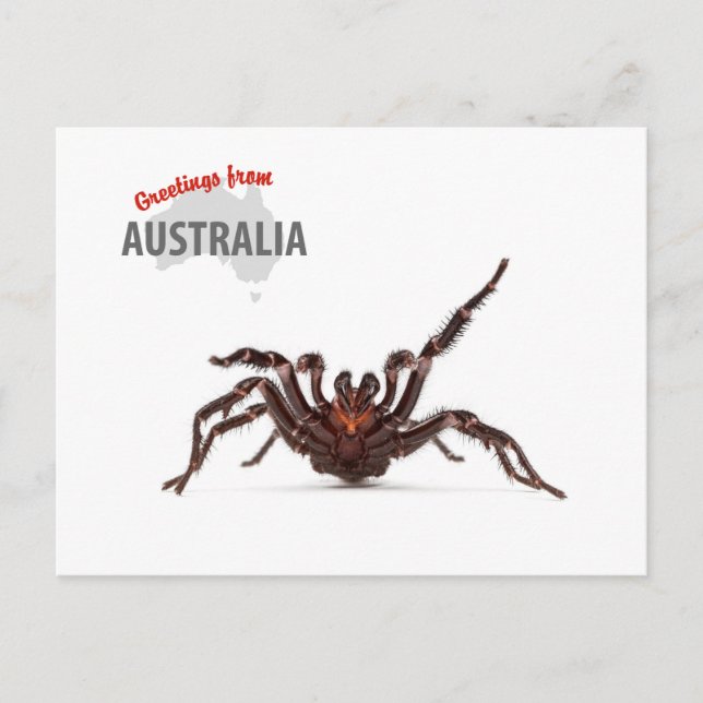Postal Saludos de Australia - araña del Embudo-Web (Anverso)